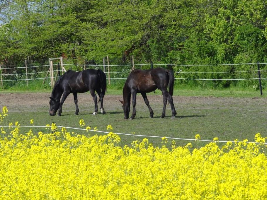 Inselidylle Villa Kunterbunt Fehmarn Esterno foto